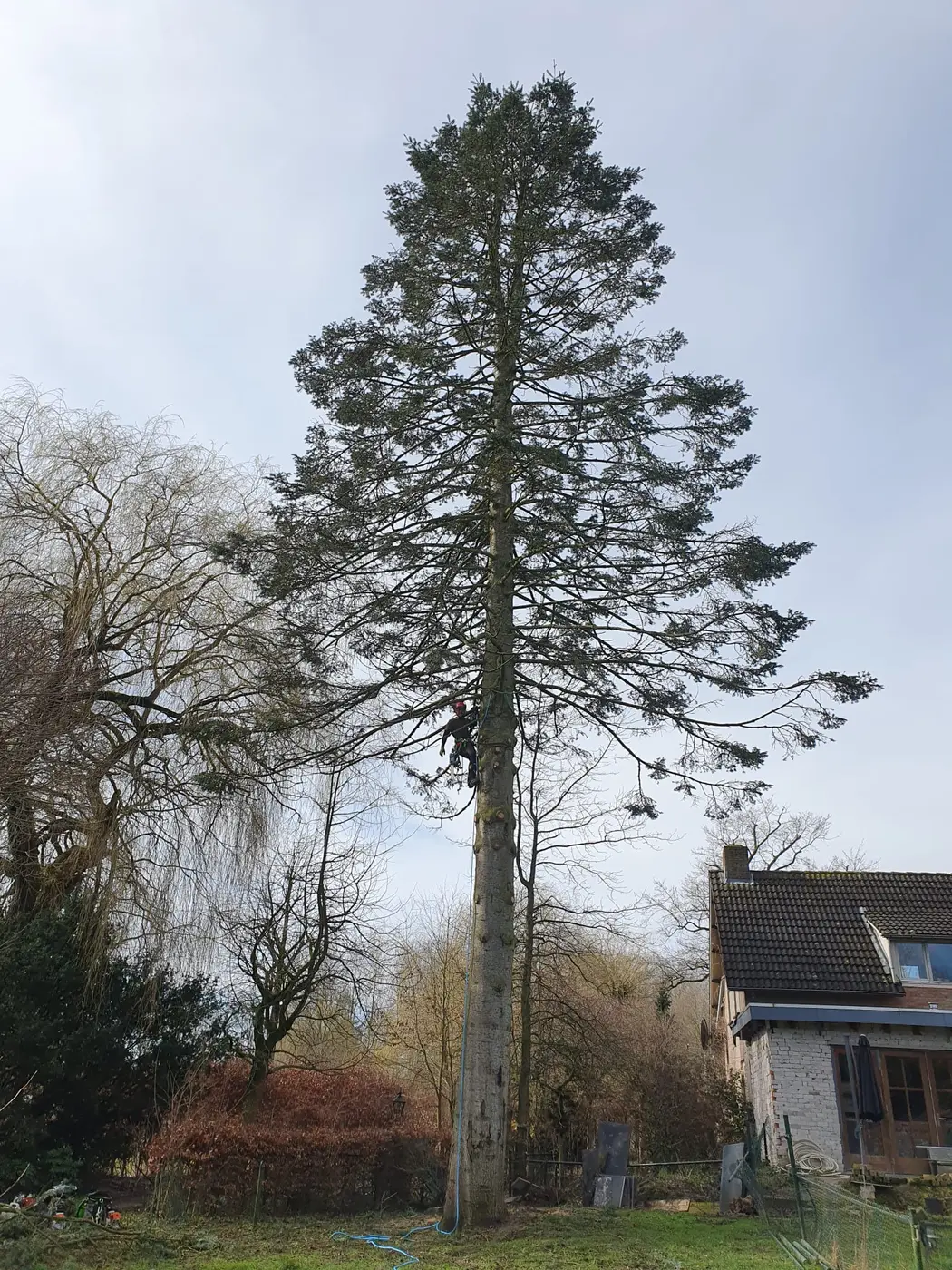 Boomverzorger klimmend aan het werk in een hoge boom