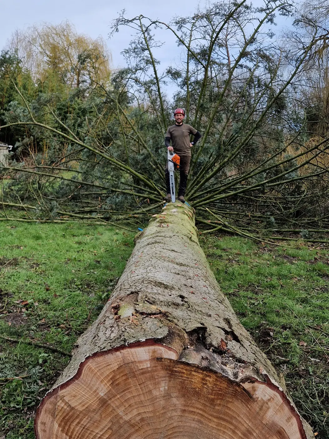 Gevelde boom na een gecontroleerde uitvoering